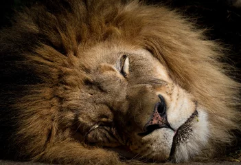 Crédence de cuisine en verre imprimé Lion Lion endormi