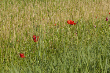 Fototapeta premium meadow with poppies