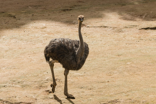 female common ostrich