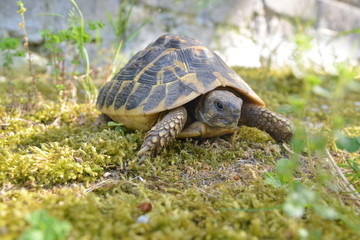 tartarughina nel prato