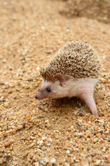 Hedgehog