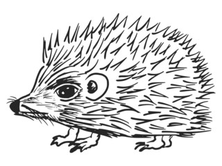 Hedgehog