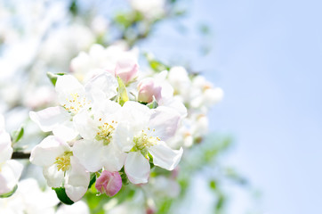 Obraz na płótnie Canvas Apple blossoms and blue sky