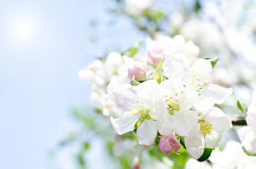 Apple blossoms and blue sky