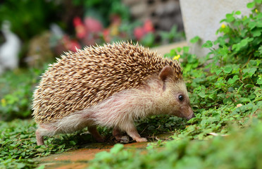 Hedgehog