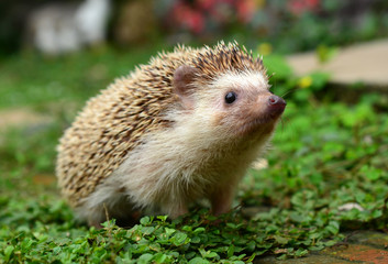 Hedgehog © evegenesis