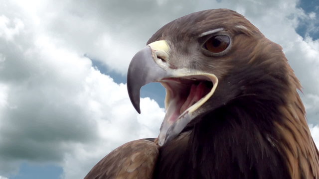 Eagle Head Against the Sky