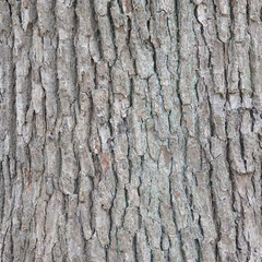 Bark of Elm  Seamless Tileable Texture