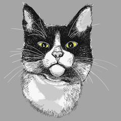 Portrait of a black and white cat. illustration