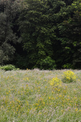 Obraz premium Forest grass