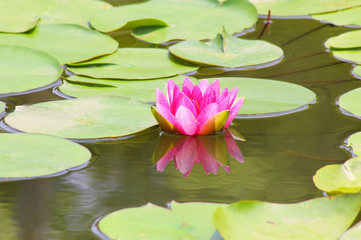 Pink Lotus flower beautiful lotus.