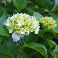 hydrangea