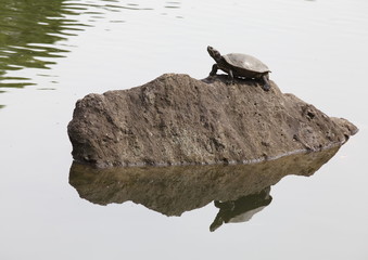 Fototapeta premium red ear turtle
