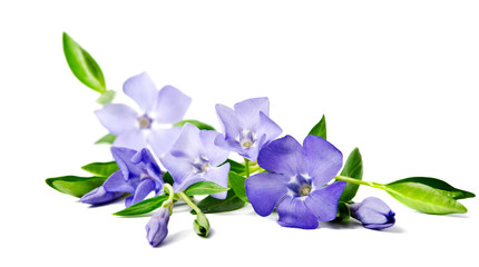 Beautiful blue flower periwinkle isolated on white background