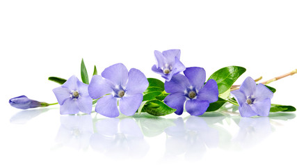 Fototapeta premium Beautiful blue flower periwinkle isolated on white background