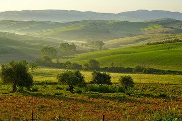 Fototapeta premium Countryside, San Quirico d`Orcia , Tuscany, Italy
