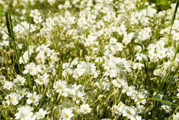 white flowers field