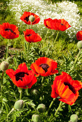 Obraz premium poppies