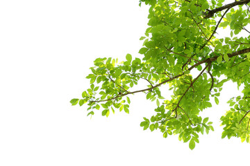 Obraz premium green leaf isolated on white background