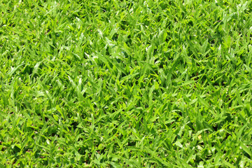Grass background closeup photo