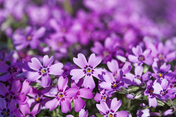 Fototapeta na wymiar wild purple flowers