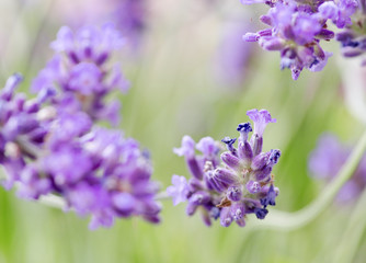 lavender flower in outdoor scene