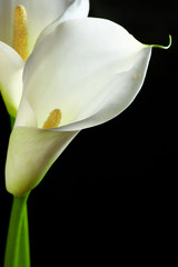 Calla lilies close-up © Svetlana Lukienko