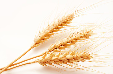 Wheat ears isolated on a white