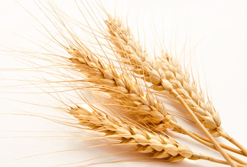 Wheat ears isolated on a white