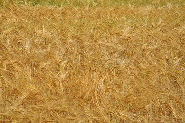 ripe wheat