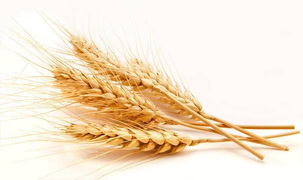 Wheat ears isolated on a white