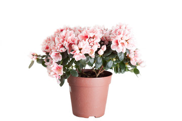 Naklejka na ściany i meble Blossoming azalea in a flowerpot