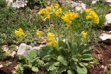 Primula veris. Primavera, Hierba de San Pablo.