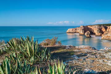 Marine aloe cactus on a background of a sea landscape. Portugal