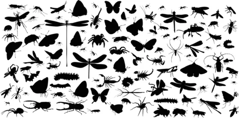 Foto op Canvas insects and spiders huge collection on white © Alexander Potapov