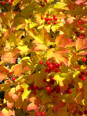 Colors of autumn. Yellow leaves of viburnum