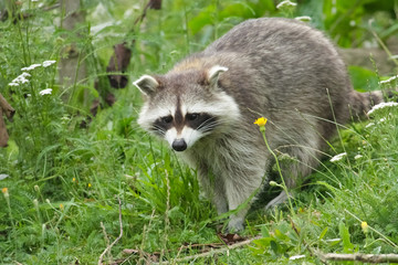 Waschbär auf einer Wiese