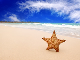 Fototapeta na wymiar Caribbean beach and large starfish.