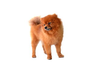 Obraz premium pomeranian dog isolated on white background
