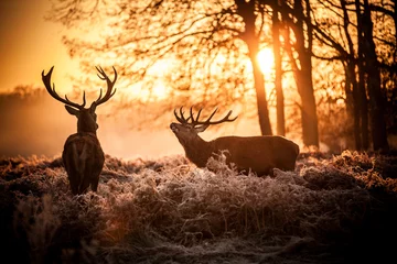 Vlies Fototapete Tieren Rotwild in der Morgensonne.