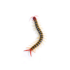 Centipede