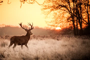 Fond de hotte en verre imprimé Cerf Red Deer au soleil du matin.