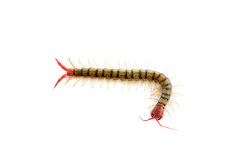 Centipede