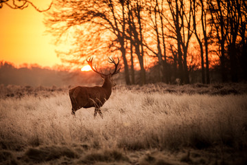 Red Deer in Morning Sun. - 65543149