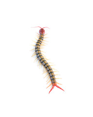 Centipede