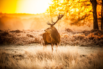 Red Deer in Morning Sun. - 65543195