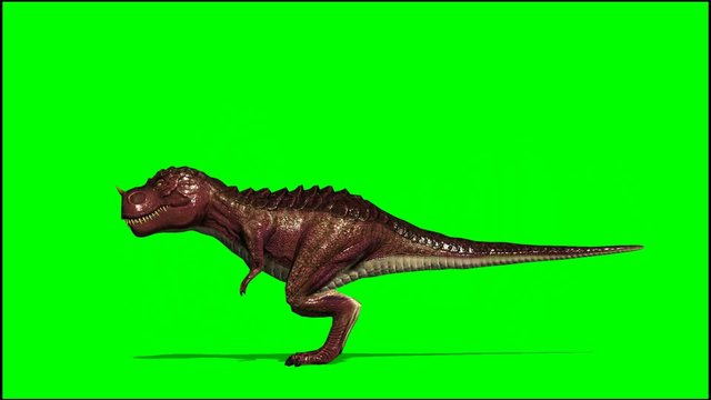 Dinosaur Tyrannosaurus T-Rex is attacking -  green screen