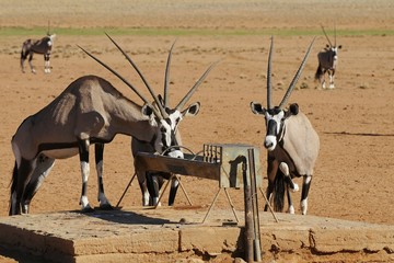Oryxantilopen an der Tränke