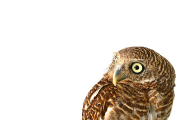 owl of white background