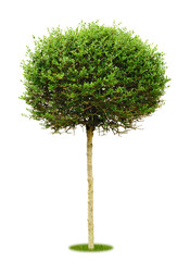 Freigestellter Buchsbaum als Kugel